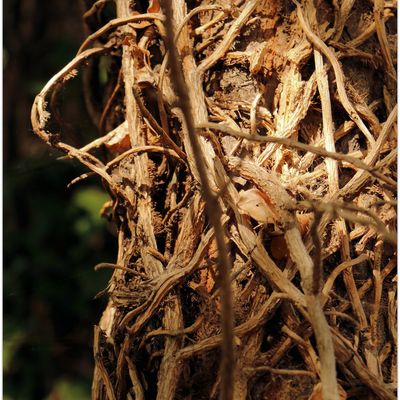 MonProjet365-2 - Jour 215 - Enlacés.. (On s'attache..)