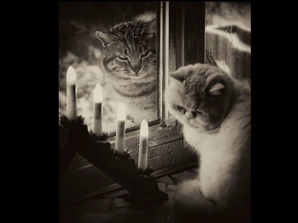 Divers - Il fallait l'attraper