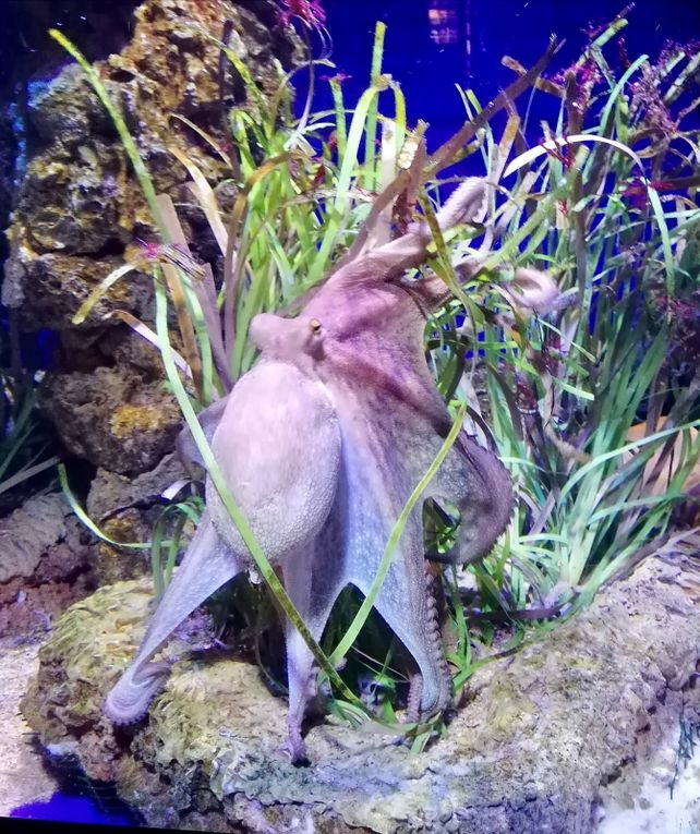 Sortie Jeunes Sagrada Família et Aquarium de Barcelona/Sortida Jovent Sagrada Família i Aquarium de Barcelona...