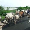 Gujarat, Palitana, lieu de pélerinage jaïn