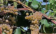 #Frontenac Gris Producers New York Vineyards