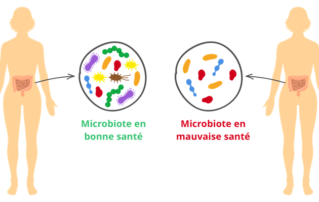Sucre et microbiote