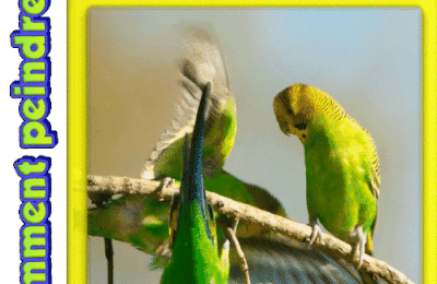 Dessin et peinture - vidéo 4529 : Comment dessiner puis peindre une Perruche ondulée 1/2 ? - encre et aquarelle.  