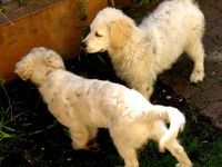 Savoir accepter les rencontres de chiens.