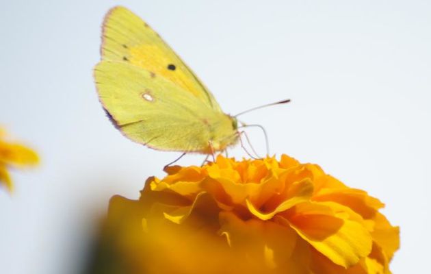 Papillon jaune - Photom@rie