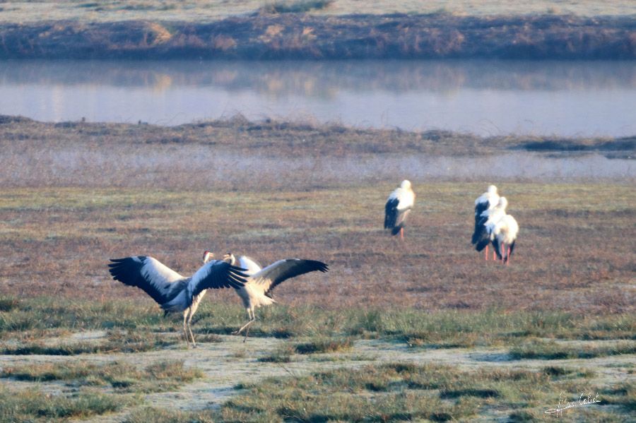 Grues cendrées