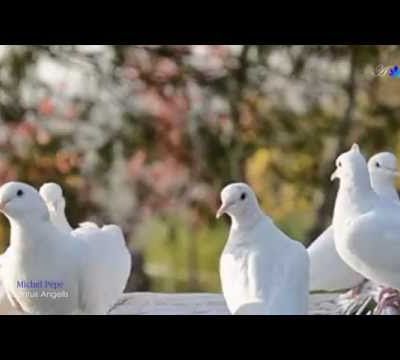 Michel Pépé - Cantus Angelis ( album Natura Mystica )
