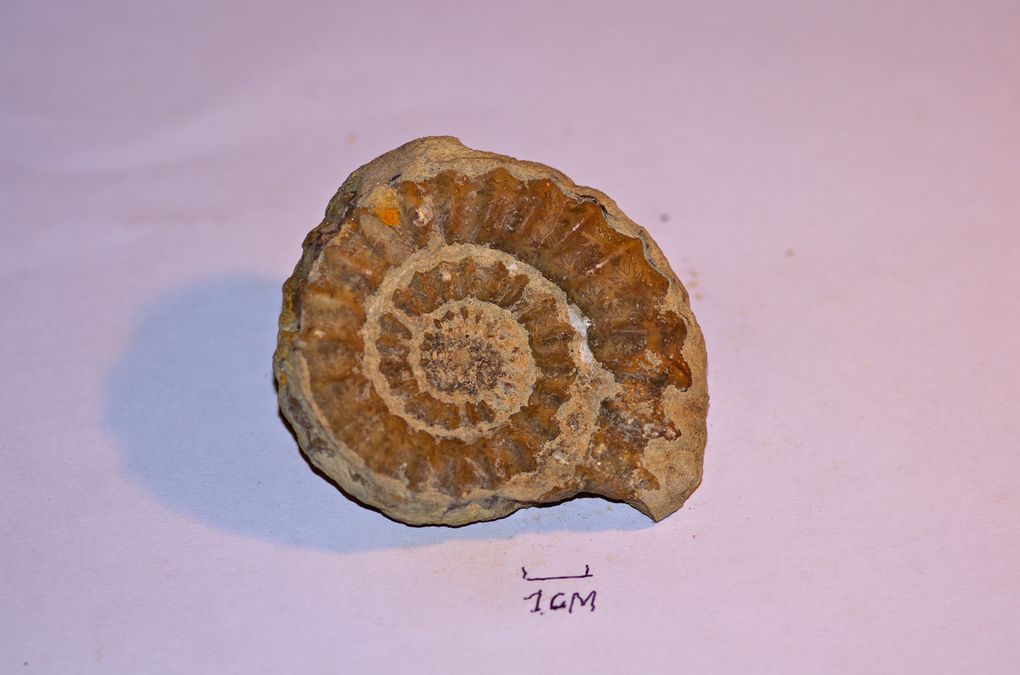 ammonites de france 