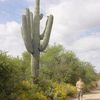 Le Saguaro ....un Cactus géant !