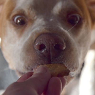 Recette particulière : des friandises pour chien faites maison !