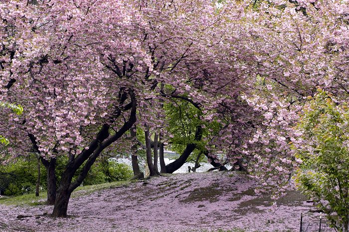 Les plus beau paysage du Japon