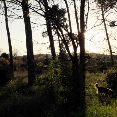 Promenons-nous dans les bois