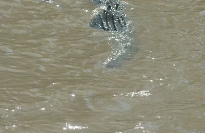 Crocos jumping et Litchfield national park