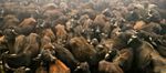 NÉPAL : l’obscurantisme massacre des centaines de milliers d’animaux