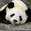 Le panda ... un animal en voie d'extinction