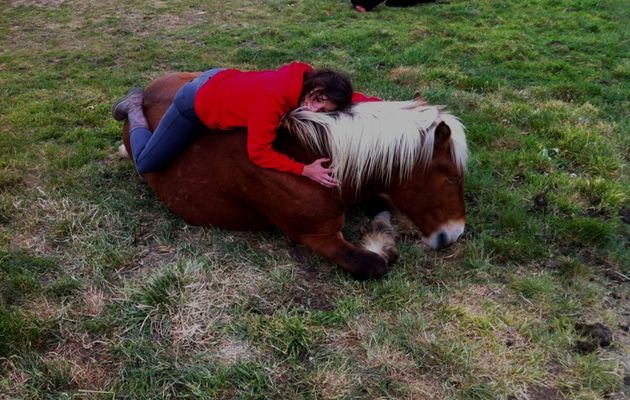 Les chevaux couchés