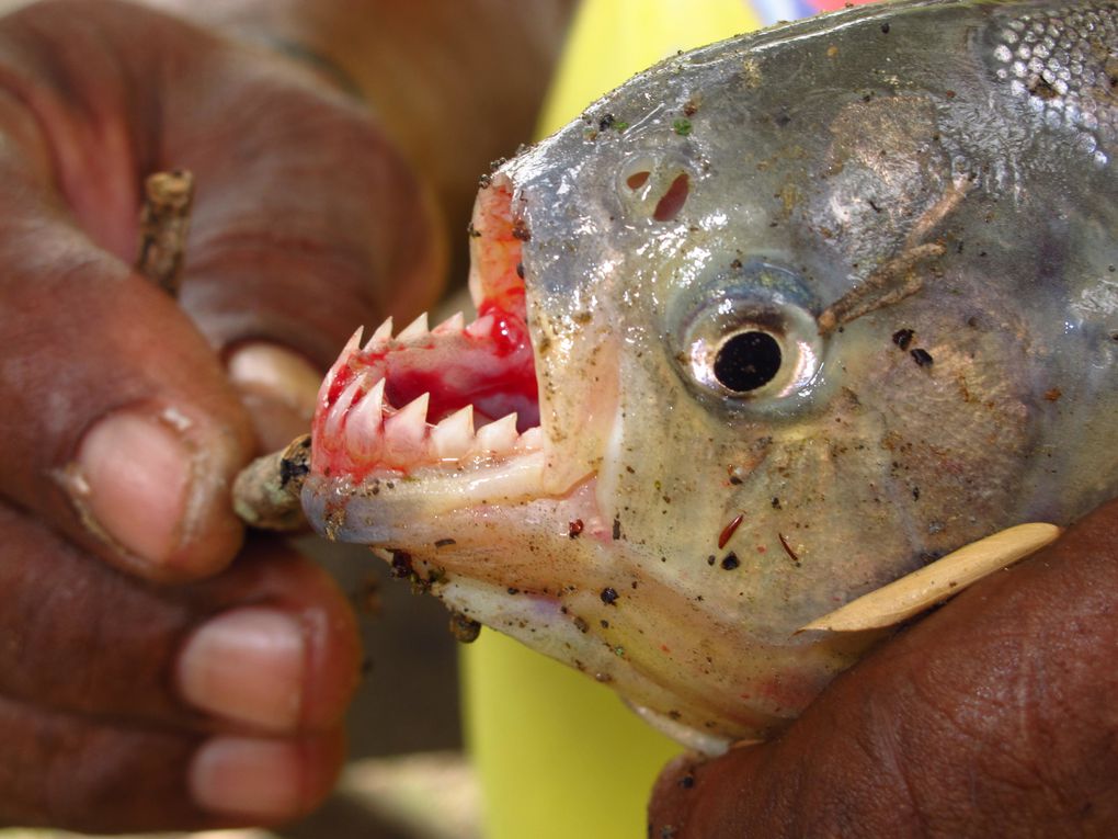 Le Brésil est grand, tout ne rentre pas dans un seul album!! Ici vous trouverez la fin de notre passage à Rio, puis les photos du Pantanal