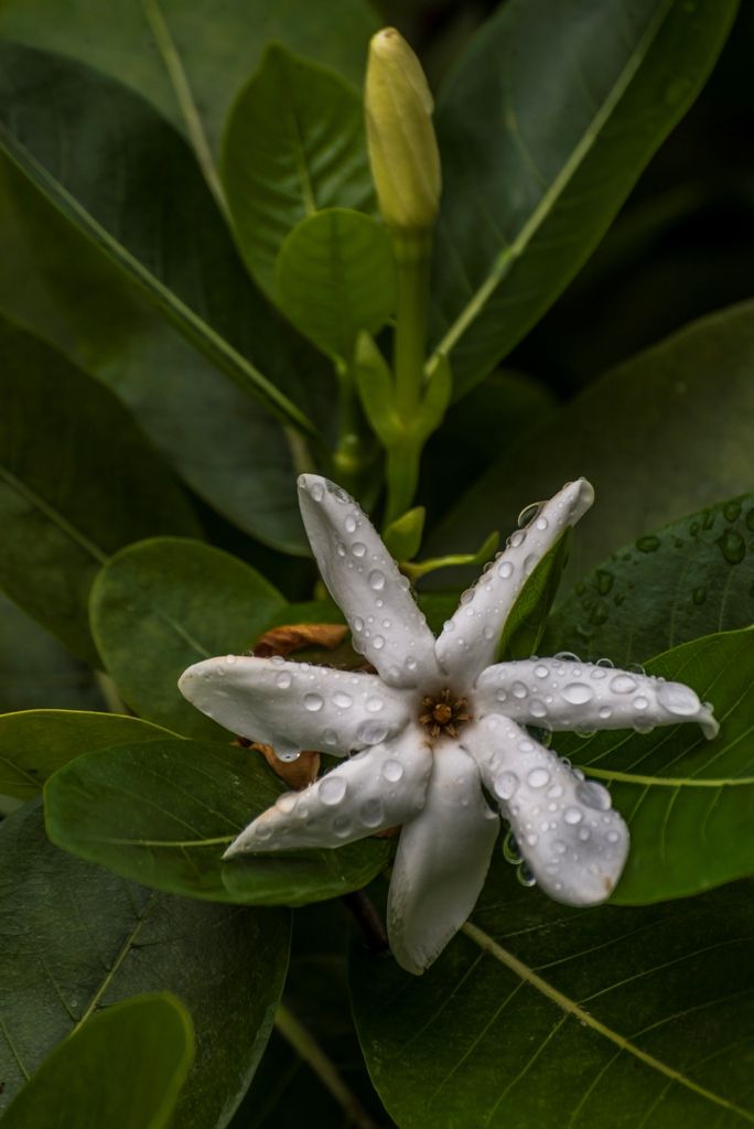 Tiaré sous la pluie