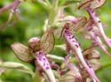 Les richesses naturelles du Pas-de-Calais et son biotope exceptionnel