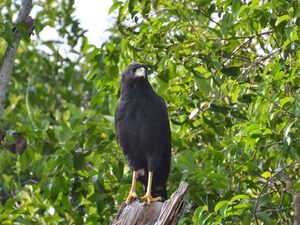 Pantanal Wilderness (Brésil en  camping-car)