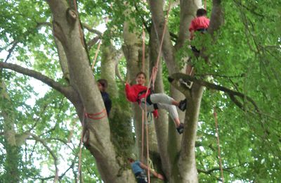 la grimpe d'arbres