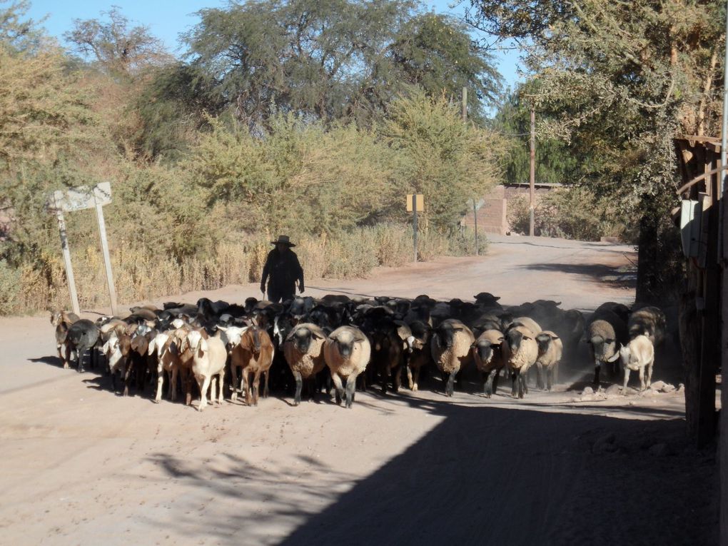 Album - San-Pedro-de-Atacama