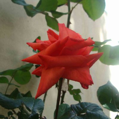 Première rose de mon jardin.