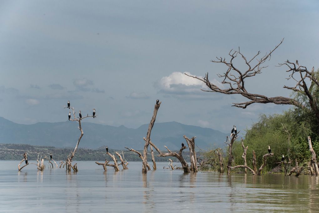 MASAÏ MARA, Lacs BARINGO &amp; BOGORIA - KENYA - OCTOBRE 2017