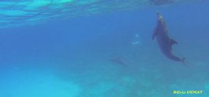 Décomposé  d'un saut de dauphin sauvage
