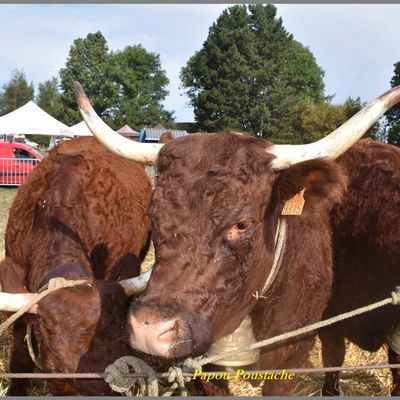 Concours départemental vaches Salers au Vernet Chameane