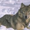 Demander instamment au Président Obama de maintenir la PROTECTION DES LOUPS GRIS DE L'IDAHO ET DU MONTANA !