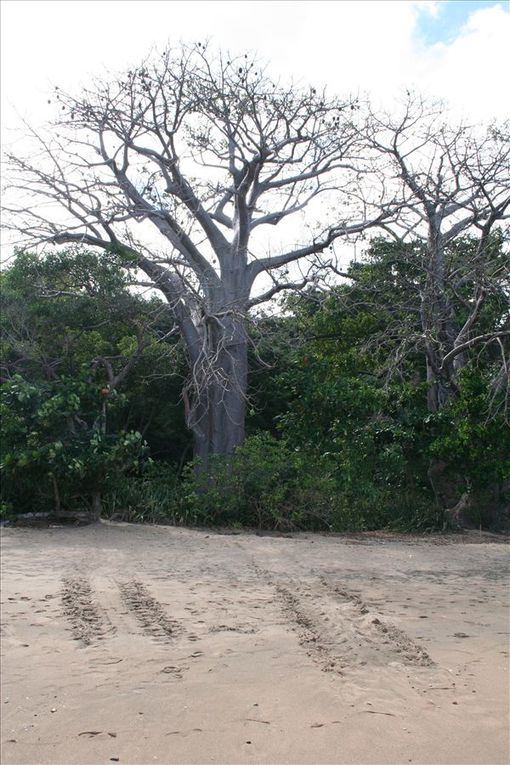 Distillerie d'Ylang, Ngouga le 8 mai...