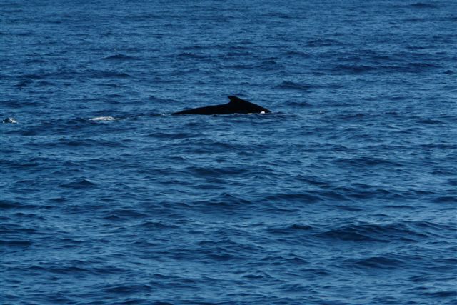 Un dimanche ensoleillé passé en compagnie de Fabien, Sophie, Linda, Stéphane et Salma ... à la rencontre des baleines.