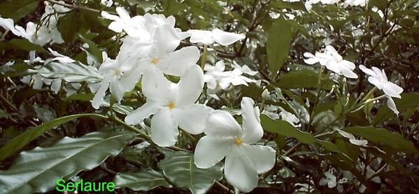 Tout un florilège de fleurs et de fruits de polynesie
Au fil des articles découvrez ou redécouvrez les merveilles que nous offre la nature
