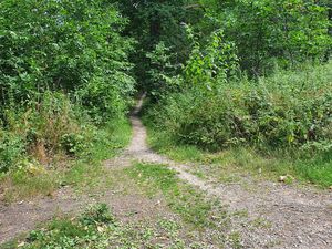 Forêt de Montmorency , dans le Val D'oise (95) 