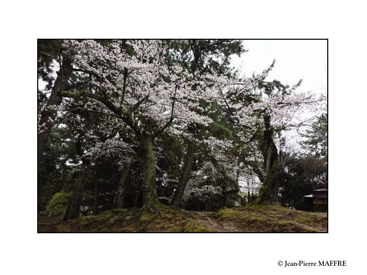 Chaque année, entre fin mars et début avril, les cerisiers du Japon se parent de milliers de fleurs qui offrent un magnifique spectacle.