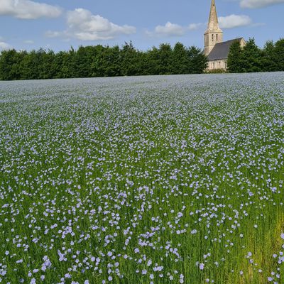 BLEU     fleurs de lin