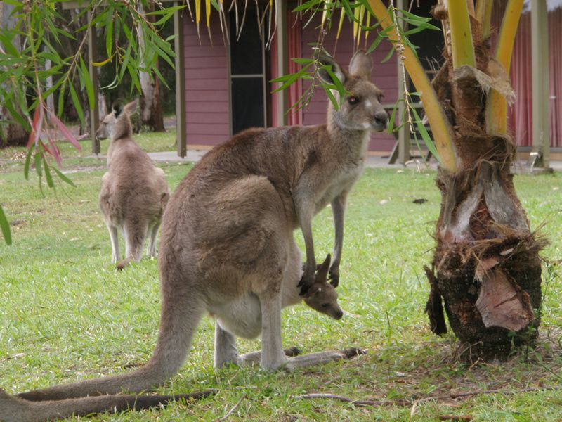 Album - Australie-vol-3