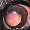 Tumeur intra-oculaire postérieure chez un chien