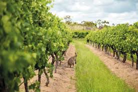 #Syrah Producers Queensland Vineyards Australia Page 3