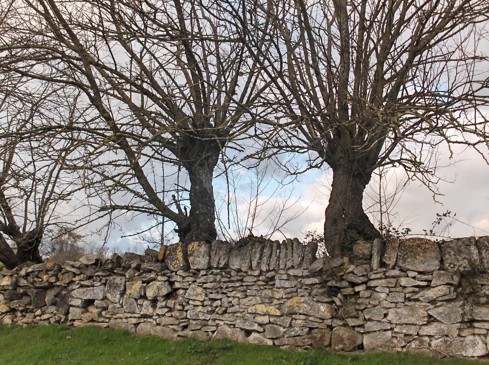 Dans un jardin, et autour, une petite ville au pied de la Montagne noire, à 15 kilomètres du département de l'AUDE.
Sur la route pour y aller, pour en revenir, de belles choses