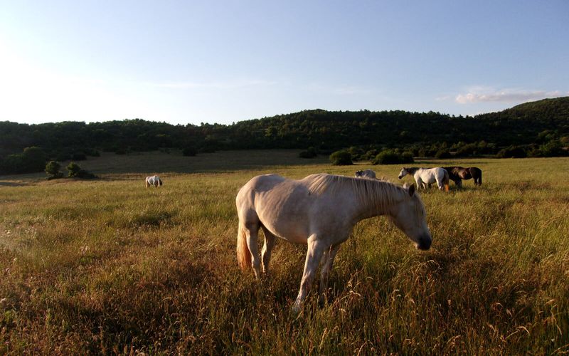 LE CAUSSE DU LARZAC (2)