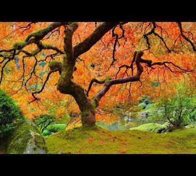 Musique douce relaxante...