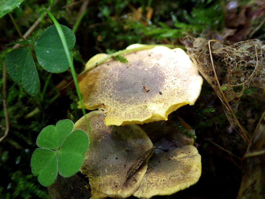 Sortie mycologique / Girolle améthyste / trompette / Alsace / Haut-Rhin / Août 2017 