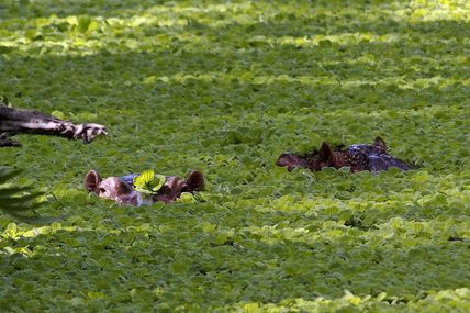 Hippopotames