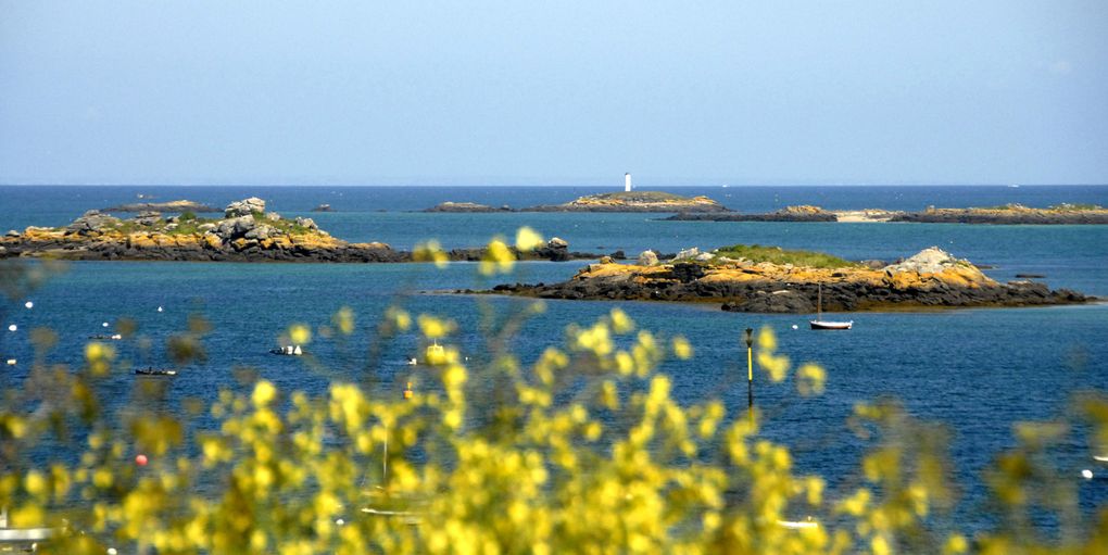 Ces photos ont été prises par Bruno Robert, rencontré au hasard d'un anniversaire à la Ferme de Chausey... qu'il soit ici vivement remercié !