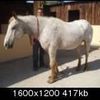 URGENT CHEVAL GRIS AVEUGLE 25-30 ANS A ADOPTER GRATUITEMENT AU GRAU DU ROI SUR HORSE RESCUE