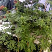 Le cannabis dans tous ses états... (Cann Festival à Pattaya) - Noy et Gilbert en Thaïlande