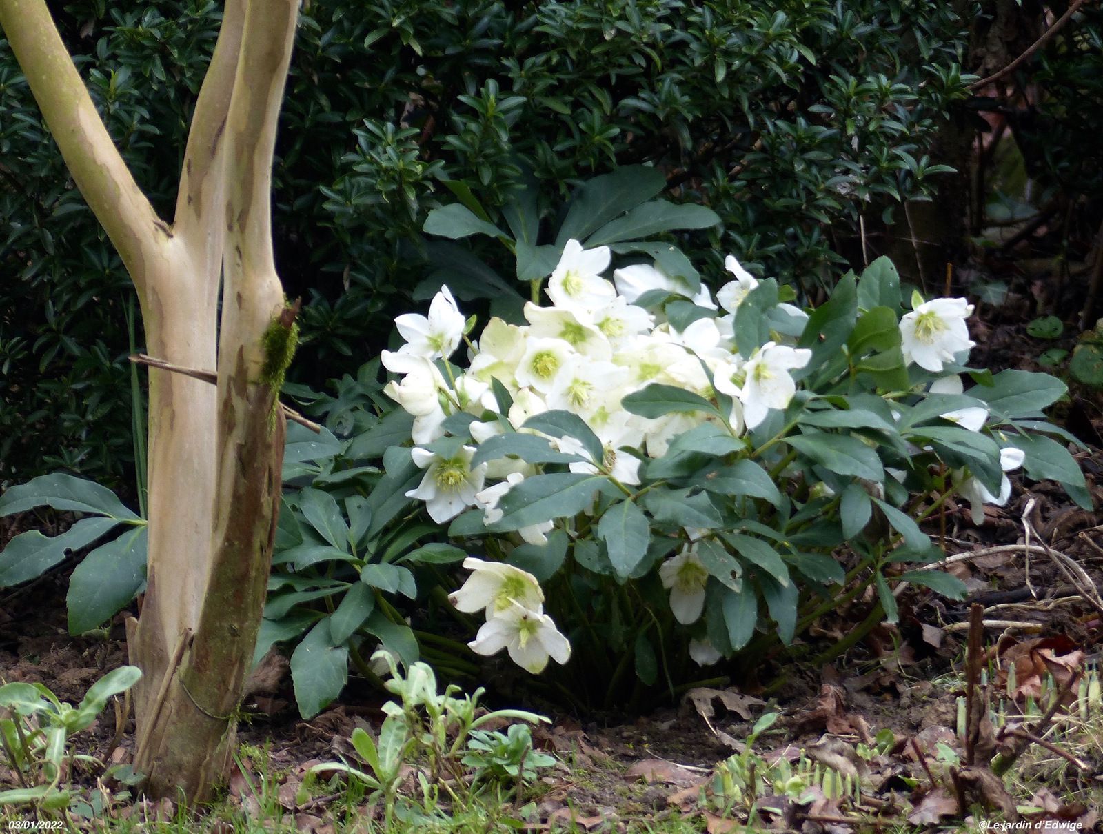Hellébore noire - Helleborus niger - Le jardin d'Edwige.