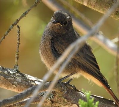 Rouge queue premiers pas hors du nid